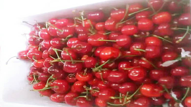 青島特斯特果涼粉——五月煙臺(tái)大櫻桃風(fēng)味果涼粉